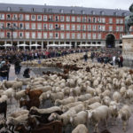 
              A flock of sheep are driven across Plaza Mayor in central Madrid, Spain, Sunday, Oct. 23, 2022. Sheep were guided by shepherds through the Madrid streets in defence of ancient grazing and migration rights that seem increasingly threatened by urban sprawl and modern agricultural practices. (AP Photo/Paul White)
            