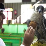
              Qatari Abdulaziz Alansi, 16, looks at a falcon for sale in a shop in Doha, Qatar, Saturday, Nov. 19, 2022. Qatar has become synonymous with soccer since winning the rights to host the FIFA World Cup that opens on Sunday. But another sport is flying high in the historic center of Doha as over a million foreign fans flock to the tiny emirate: Falconry. (AP Photo/Jon Gambrell)
            