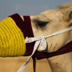 
              A camel waits for the next group of riders in Mesaieed, Qatar, Nov. 26, 2022. Throngs of World Cup fans in Qatar looking for something to do between games are leaving Doha for a classic Gulf tourist experience: riding a camel in the desert. But the sudden rise in tourists is putting pressure on the animals, who have almost no time to rest between each ride. (AP Photo/Ashley Landis)
            