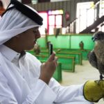 
              Qatari Abdulaziz Alansi, 16, takes a photo of a a falcon for sale in a shop in Doha, Qatar, Saturday, Nov. 19, 2022. Qatar has become synonymous with soccer since winning the rights to host the FIFA World Cup that opens on Sunday. But another sport is flying high in the historic center of Doha as over a million foreign fans flock to the tiny emirate: Falconry. (AP Photo/Jon Gambrell)
            