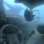 
              A blue angel fish swims inside a sunken vehicle in the Mesaieed sea-line at the GMC dive site in Mesaieed, Qatar Wednesday, Nov. 30, 2022. World Cup fans in Qatar hoping to see some of the Gulf’s marine life are visiting the artificial reefs just off the coast of the small, peninsular Arab nation. The underwater installations of stripped-out vehicles, bicycles, concrete blocks and toilets attract divers across the Gulf Arab world and elsewhere. (AP Photo/Abbie Parr)
            