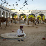 
              A camel shepherd takes a break in Doha, Tuesday, Nov. 29, 2022. (AP Photo/Natacha Pisarenko)
            