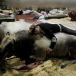 
              A farm worker rests on his employer's cow during the Rural Society's annual exposition, in Buenos Aires, Argentina, on July 21, 2022. (AP Photo/Natacha Pisarenko)
            