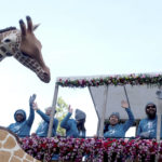 
              The San Diego Zoo Wildlife Alliance float, "Celebrating 50 Years of Conservation," is seen along Colorado Boulevard during the 134th Rose Parade in Pasadena, Calif., Monday, Jan. 2, 2023. (Dean Musgrove/The Orange County Register via AP)
            