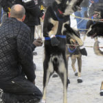 
              FILE - A lead dog on musher Martin Buser's team rears up and barks at the ceremonial start of the Iditarod Trail Sled Dog Race in Anchorage, Alaska, March 2, 2013. Only 33 mushers will participate in the ceremonial start of the Iditarod Trail Sled Dog Race on Saturday, March, 4, 2023, the smallest field ever. (AP Photo/Mark Thiessen, File)
            