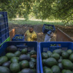
              Men harvest avocados at an orchard in Santa Ana Zirosto, Michoacan state, Mexico, Thursday, Jan. 26, 2023. (AP Photo/Armando Solis)
            