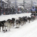 
              FILE - Jeff King takes his sled dog team through a snowstorm in downtown Anchorage, Alaska, March 4, 2022, during the ceremonial start of the Iditarod Trail Sled Dog Race. Only 33 mushers will participate in the ceremonial start of the Iditarod on Saturady, March 4, the smallest field ever. (AP Photo/Mark Thiessen, File)
            